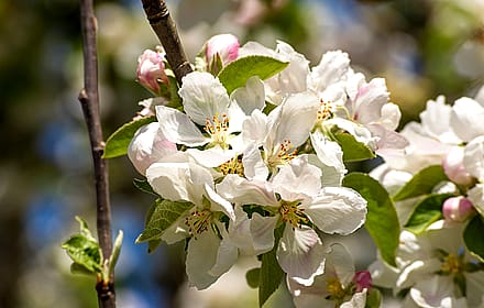 Apple tree flowers'