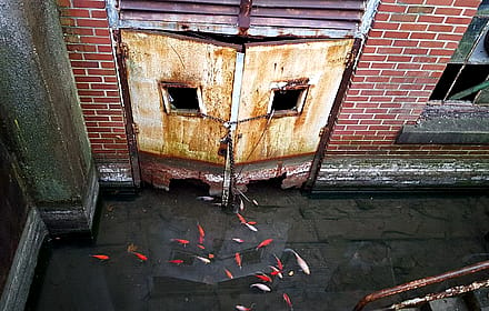 Koi swimming in an abandon Philadelphia basement.'