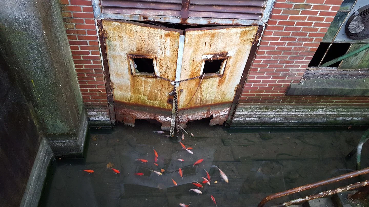 Koi swimming in an abandon Philadelphia basement. picture 1 of 1