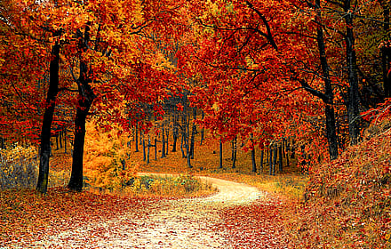 Golden Autumn Pathway: A Tranquil Forest Journey'