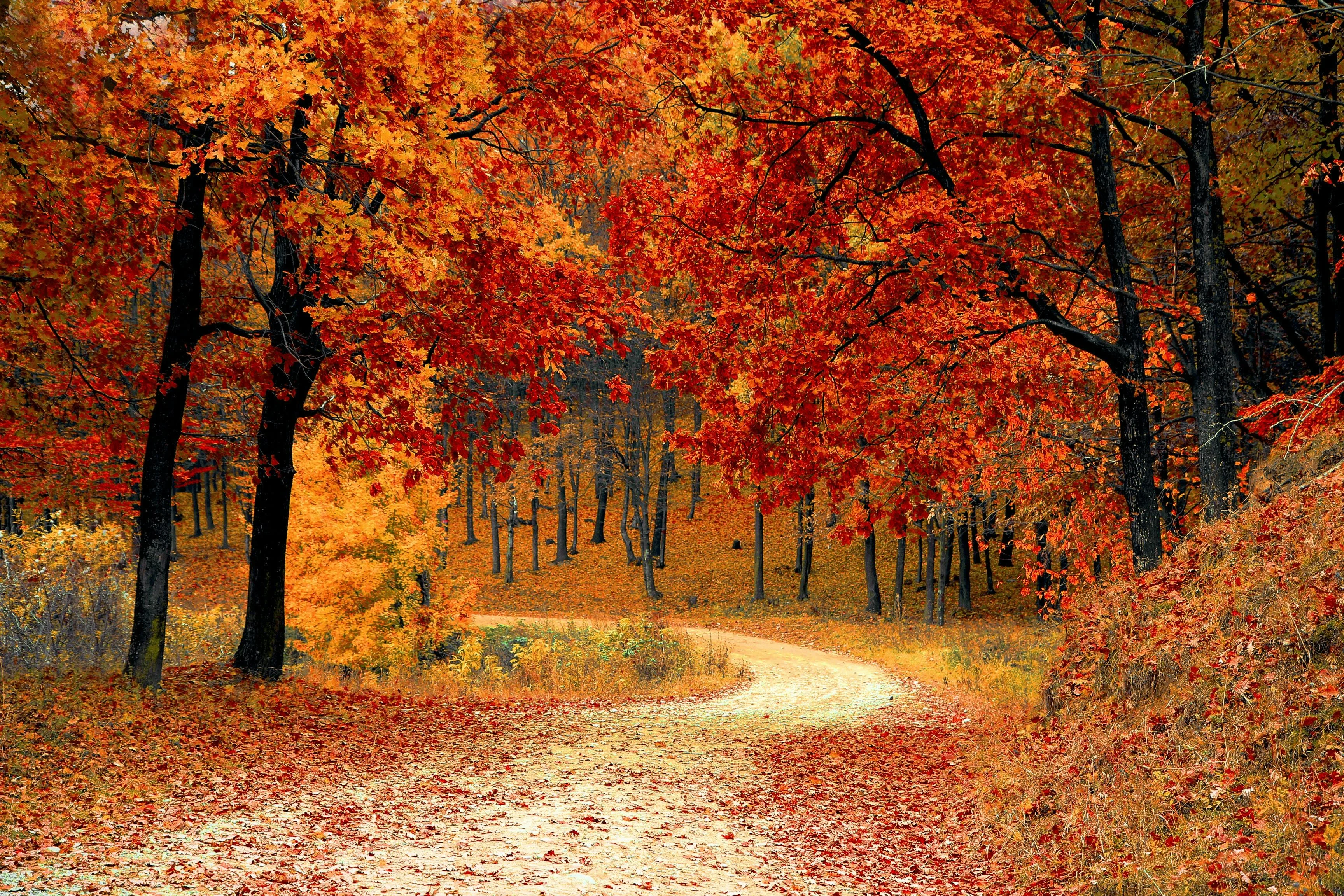 Golden Autumn Pathway: A Tranquil Forest Journey picture 1 of 1