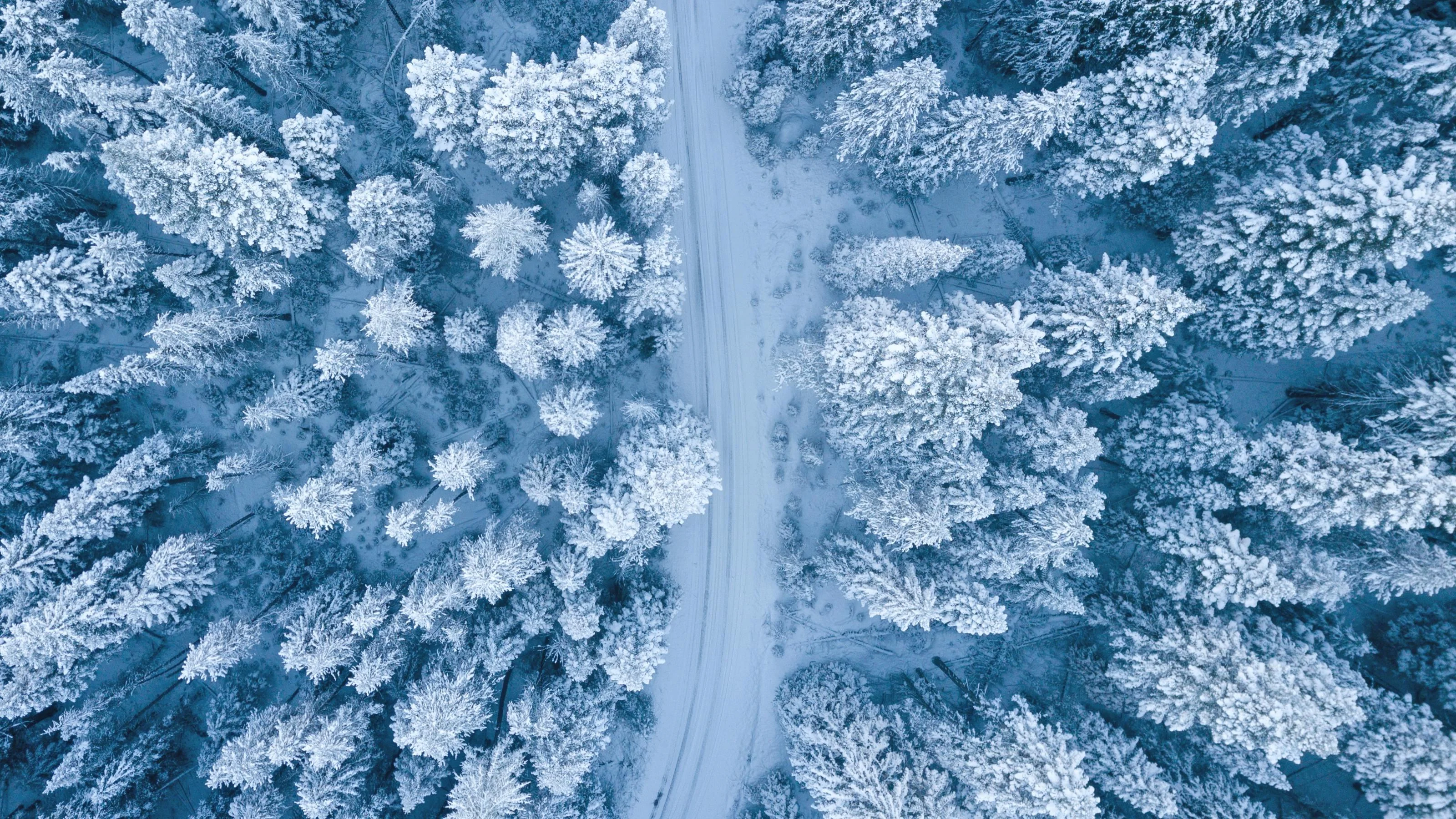 Aerial Wonderland: Snow-Covered Forest Path picture 1 of 1