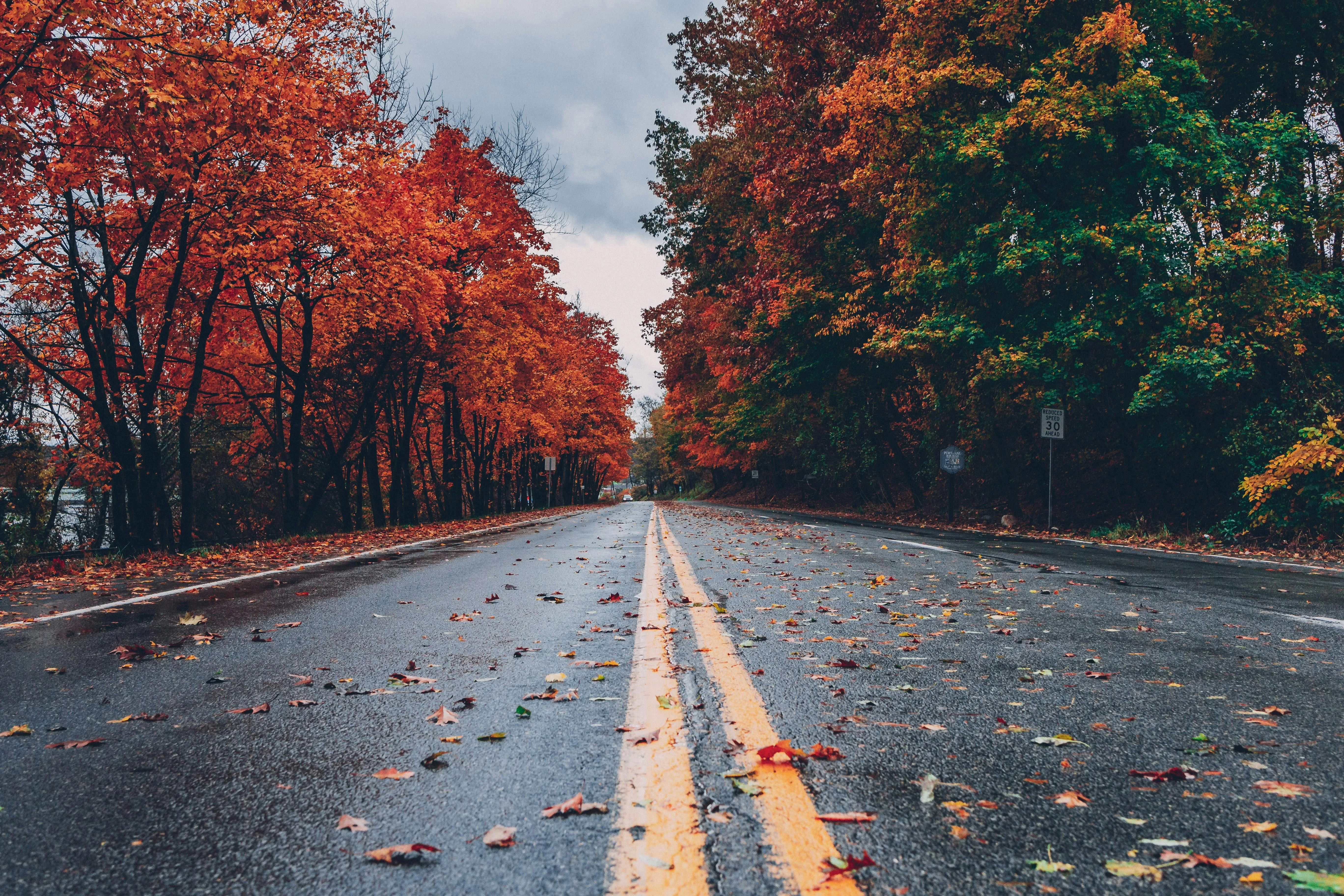 Autumn Road: A Journey Through the Fall Colors picture 1 of 1