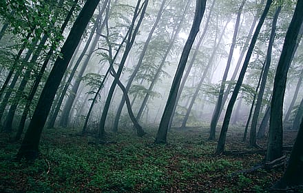 Eerie Stillness: A Misty Forest Dreamscape'