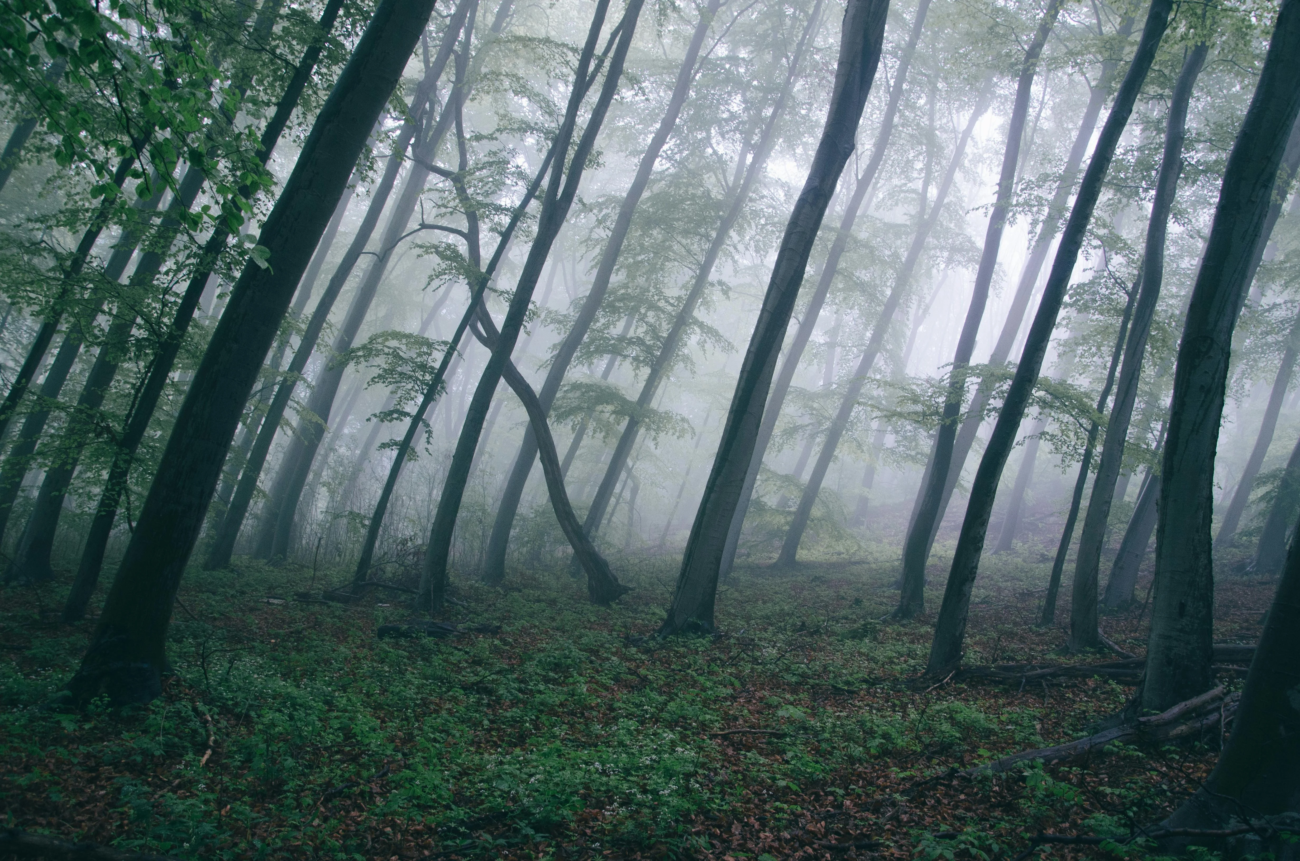 Eerie Stillness: A Misty Forest Dreamscape picture 1 of 1