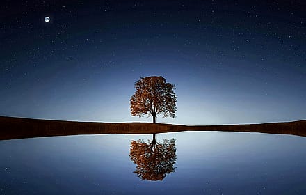 A Tree's Mirror in the Night'