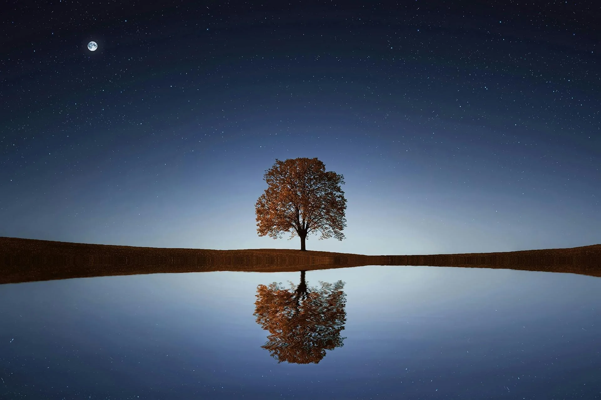 A Tree's Mirror in the Night picture 1 of 1