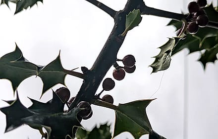 Holly tree branch'