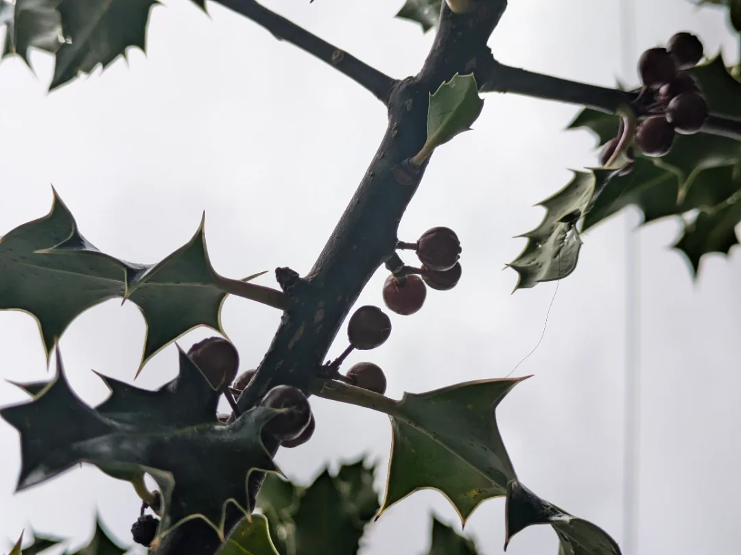 Holly tree branch picture 1 of 1