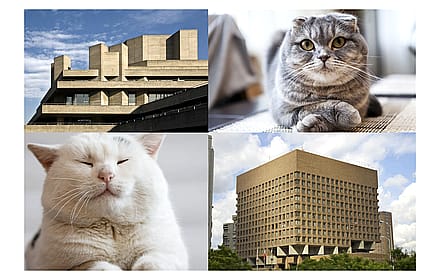 Cats + Brutalism 4K'