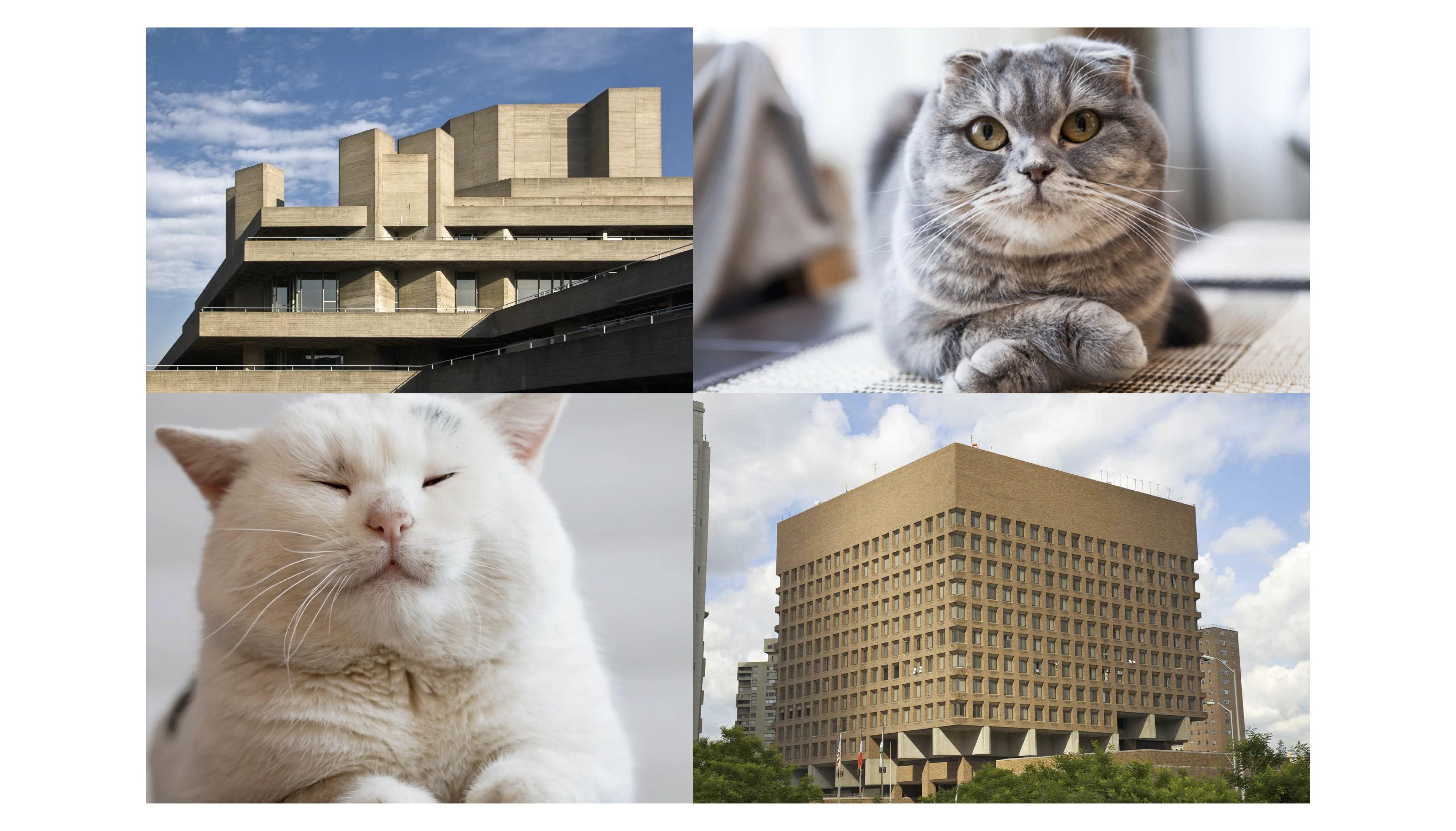 Cats + Brutalism 4K picture 1 of 1