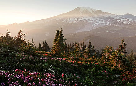 Mount Rainier National Park'