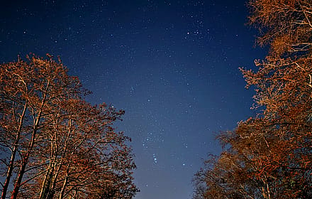 Astrophotography through the trees'