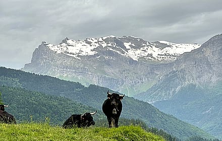 A Cow in the Alps'