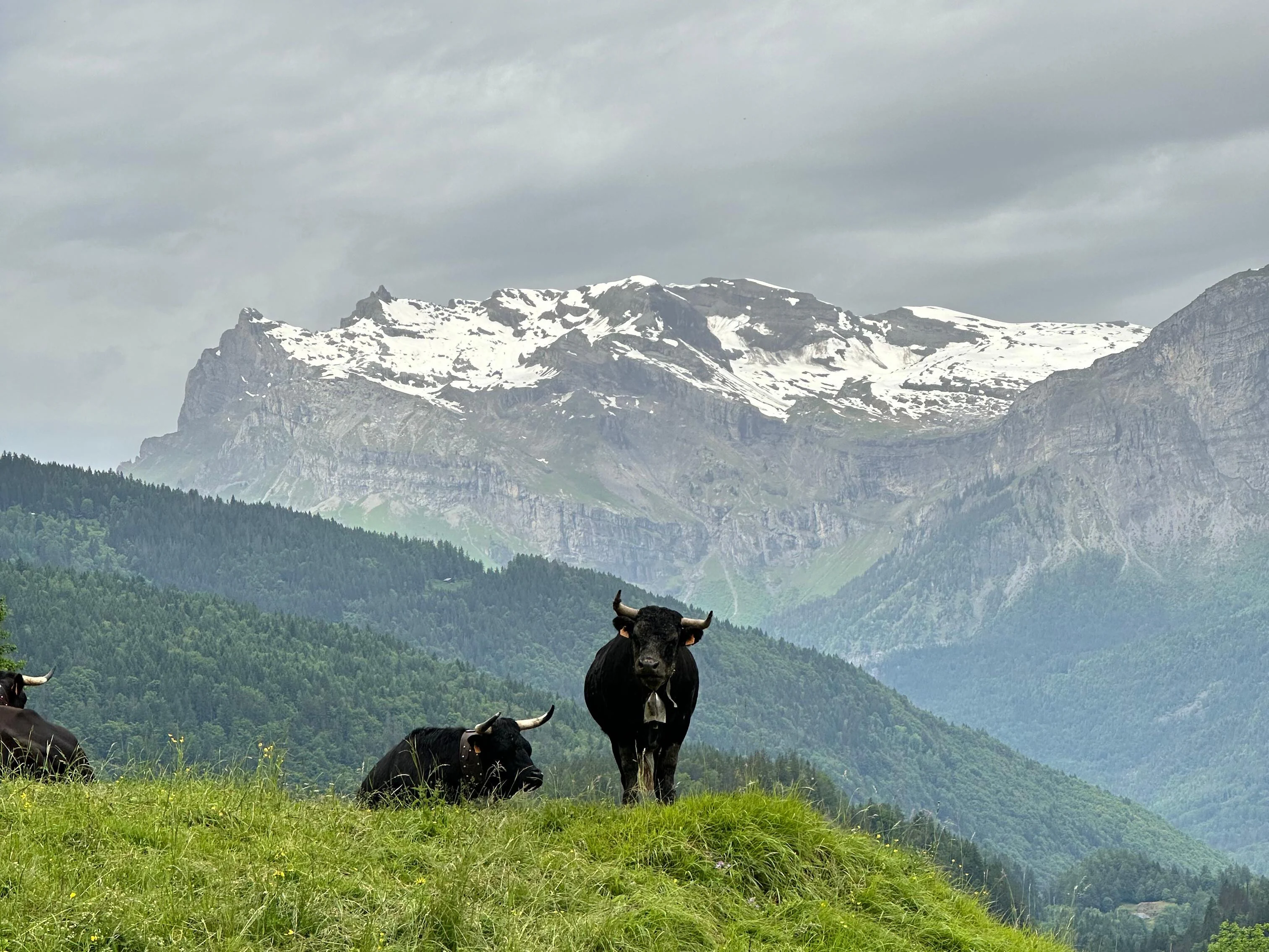 A Cow in the Alps picture 1 of 1