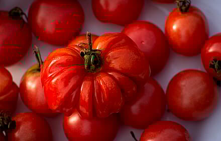 Ripe tomatoes'