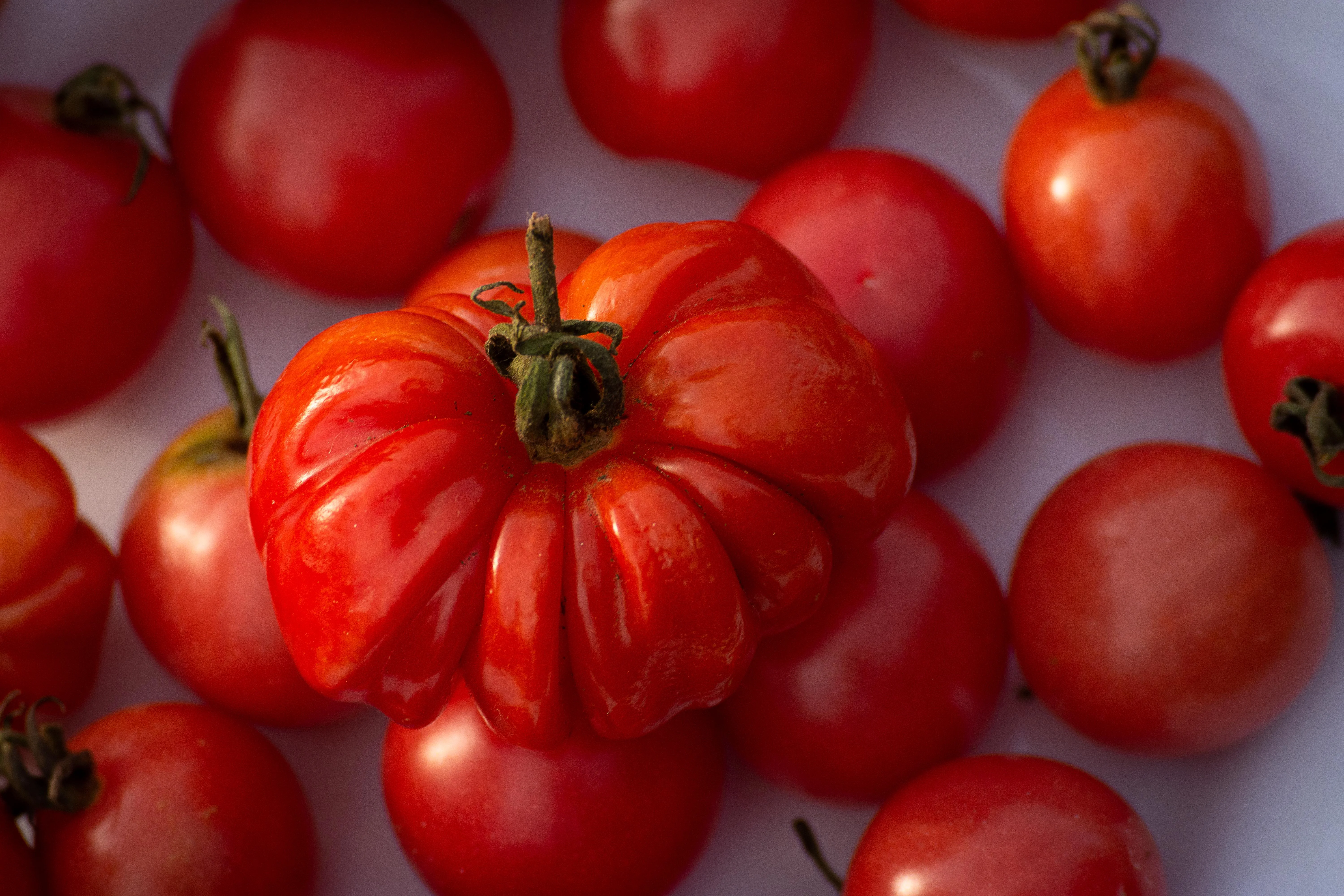 Ripe tomatoes picture 1 of 1