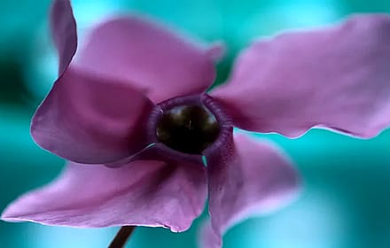 Windows XP - Purple Flower'