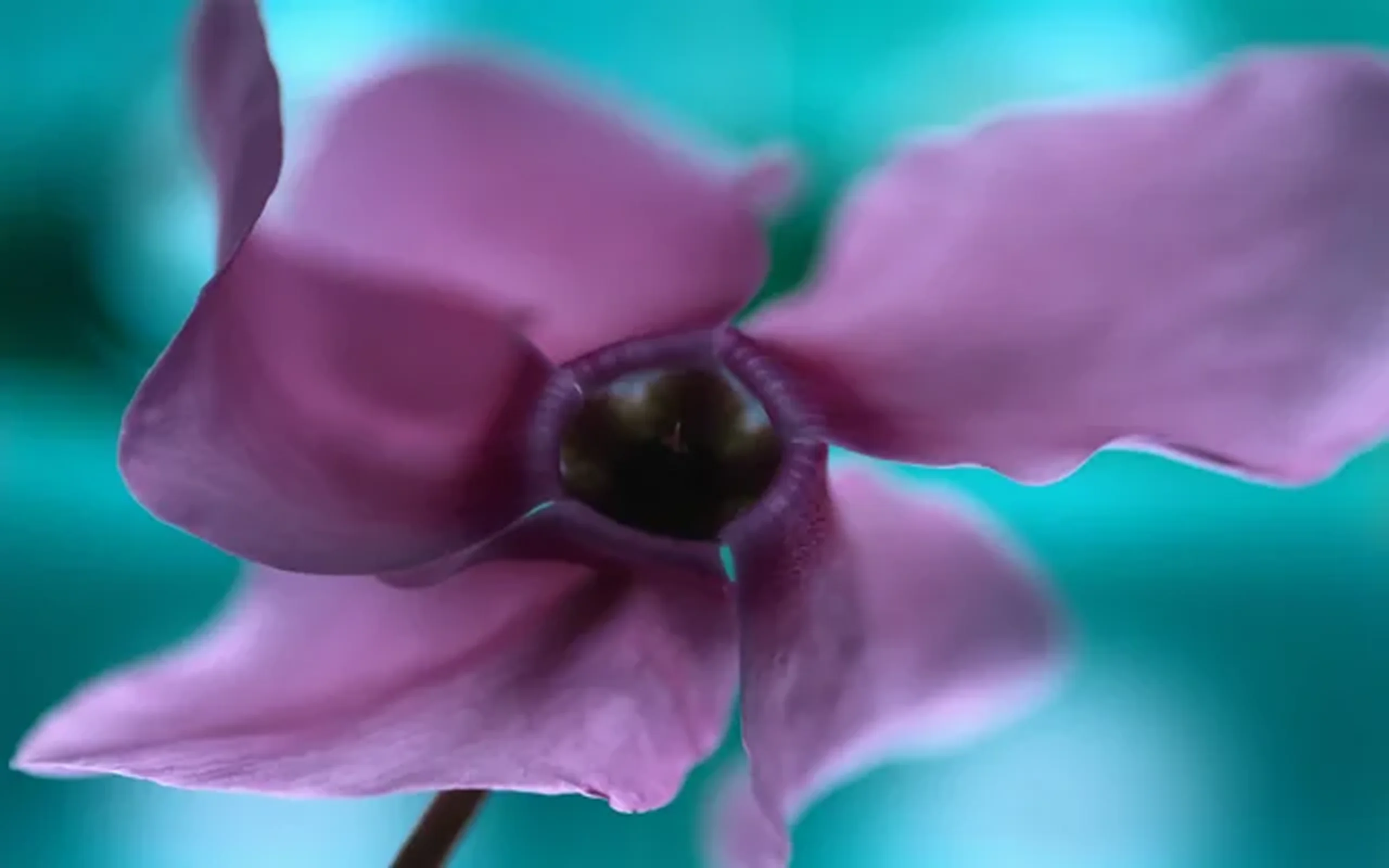 Windows XP - Purple Flower picture 1 of 1