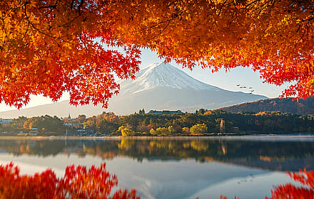 Mount Fuji Through The Trees.'