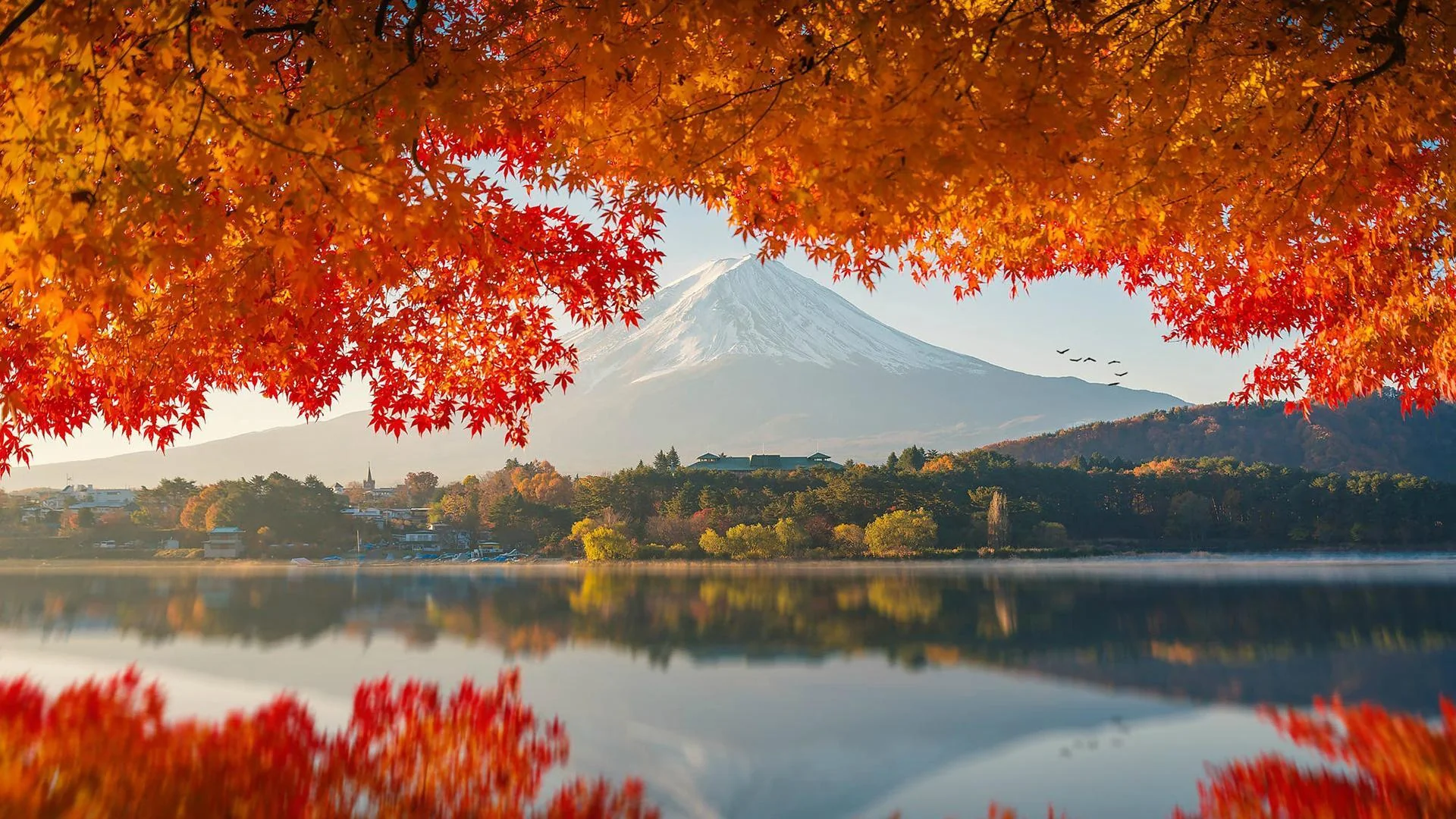 Mount Fuji Through The Trees. picture 1 of 1