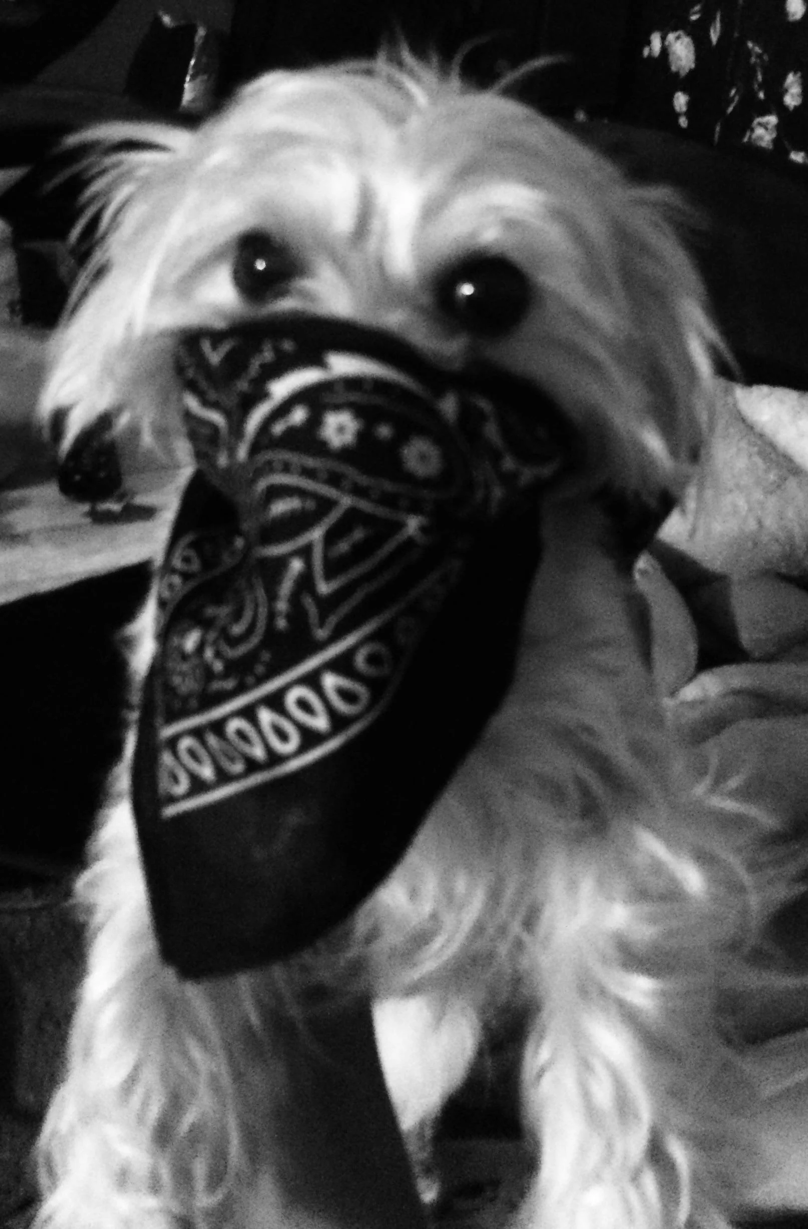 Triple OG Doggie picture 1 of 1