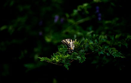 Swallowtail Wallpaper'