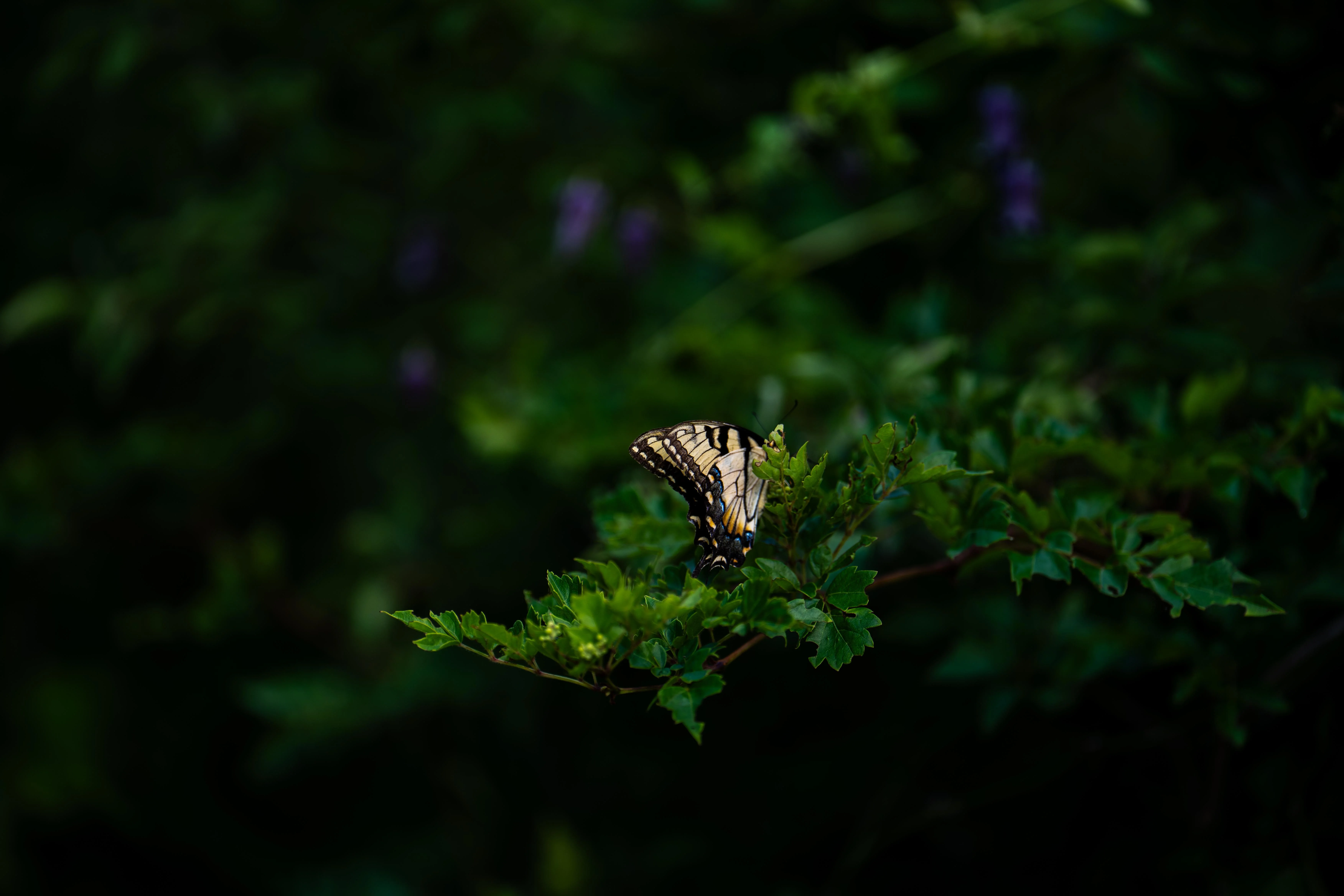 Swallowtail Wallpaper picture 1 of 1