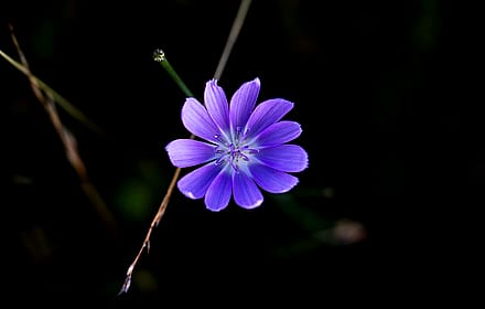 Geranium Wallpaper'