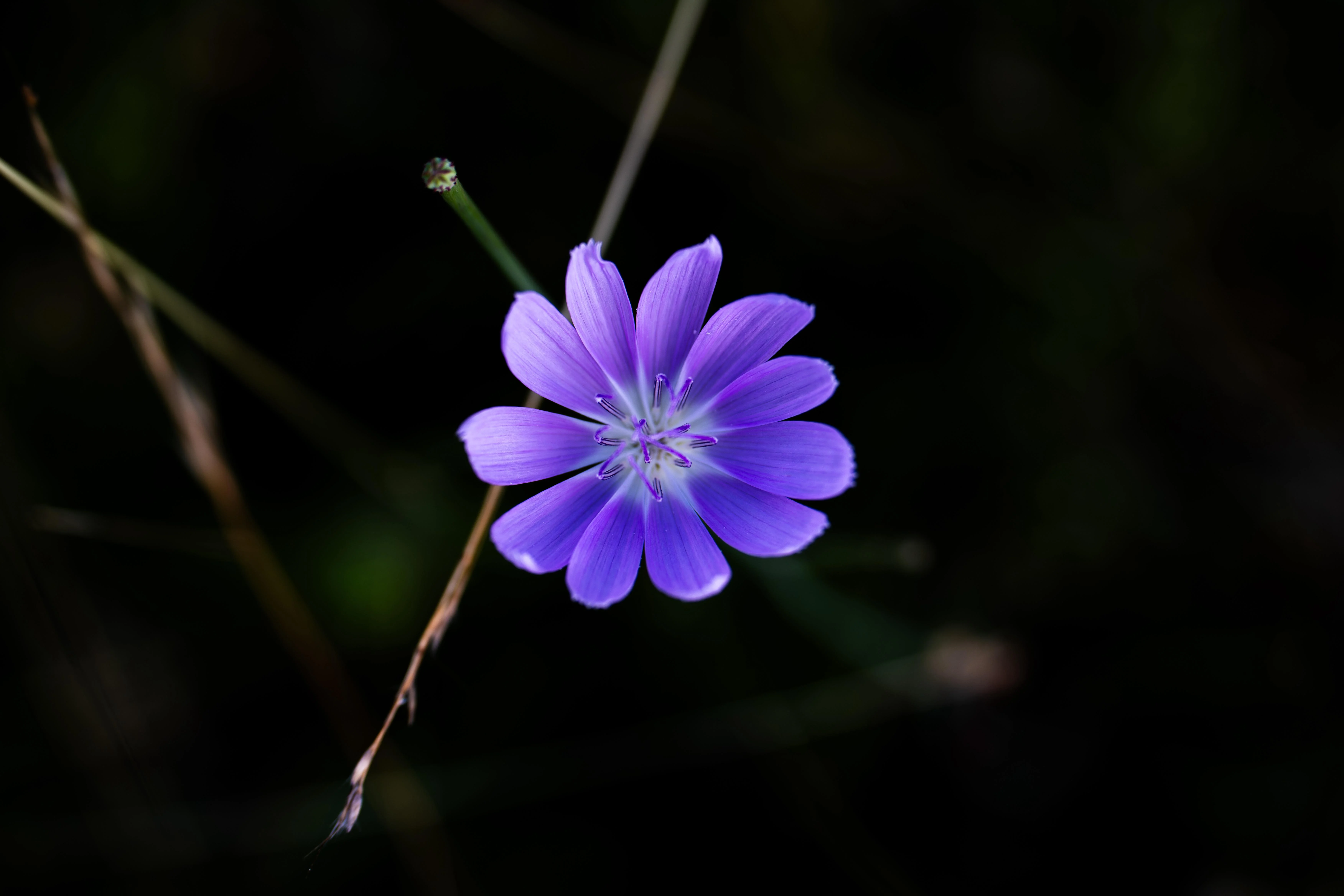Geranium Wallpaper picture 1 of 1