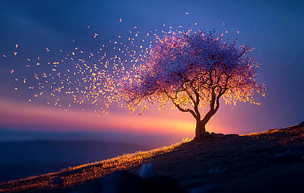 Blooming tree petals blowing in sunset wind'