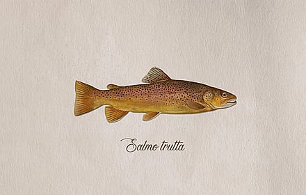 Brown trout'