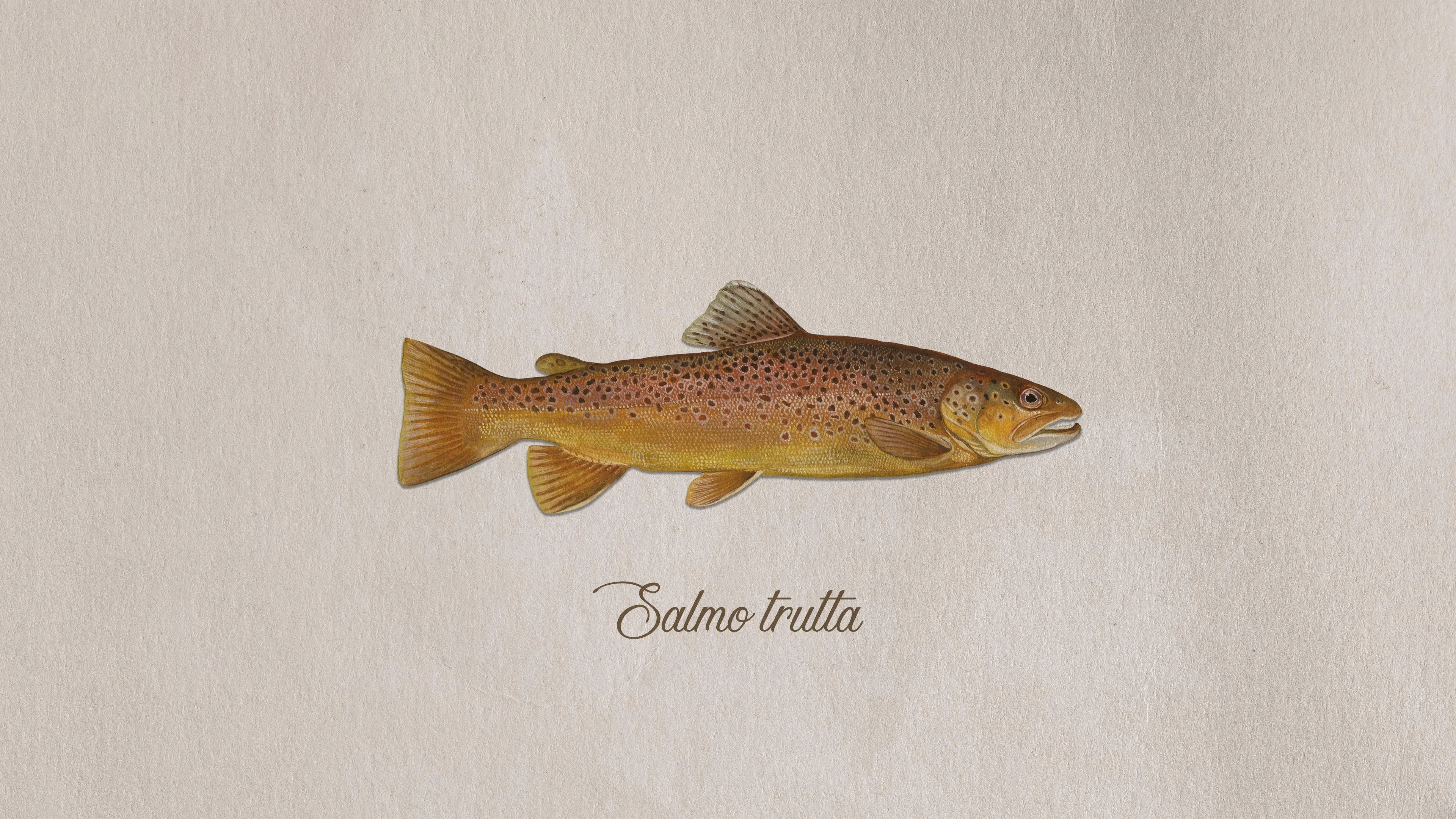Brown trout picture 1 of 1