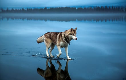 Husky walks across a frozen lake after rain.'