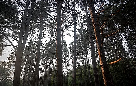 Northwoods Pine - Photo by me'