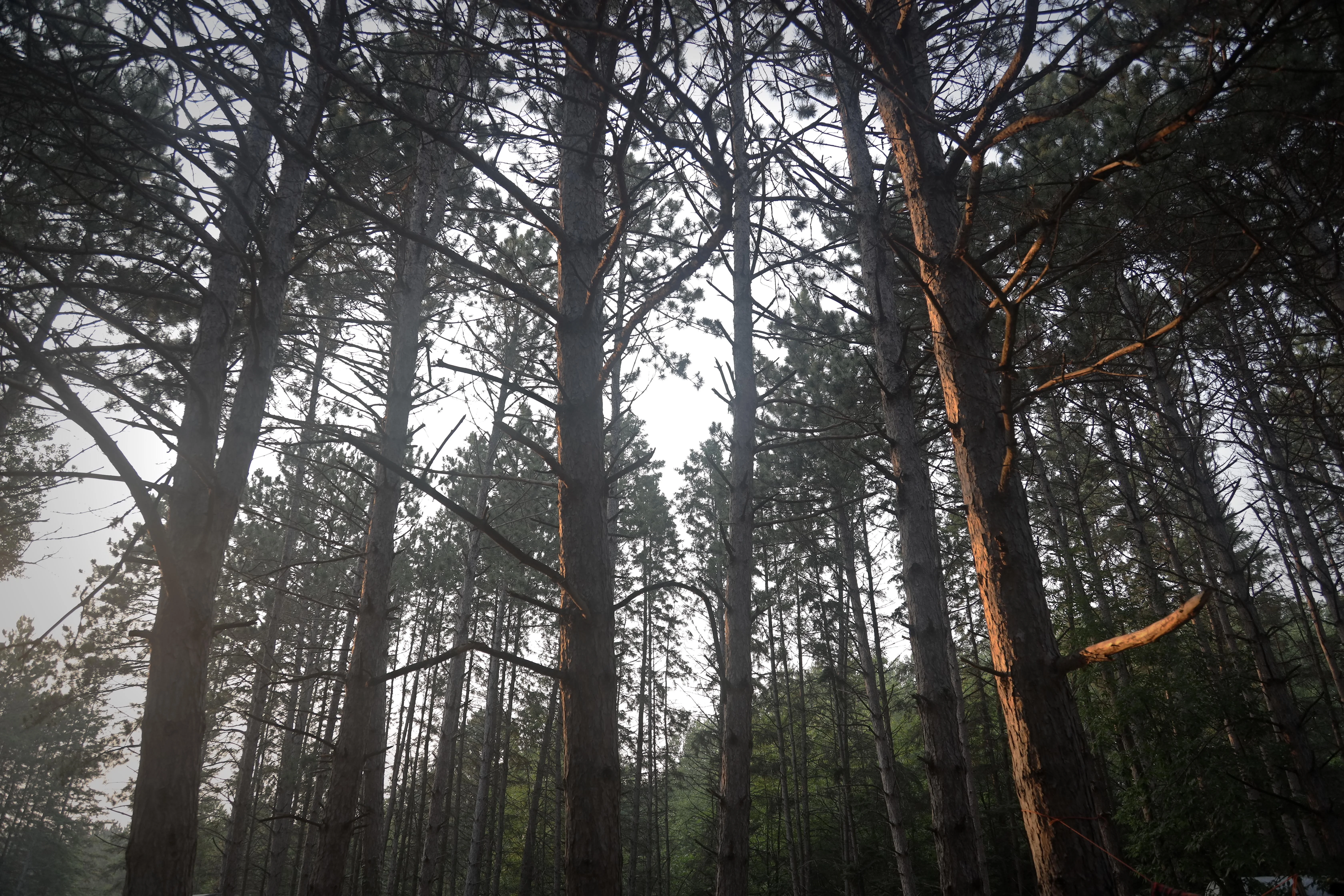 Northwoods Pine - Photo by me picture 1 of 1
