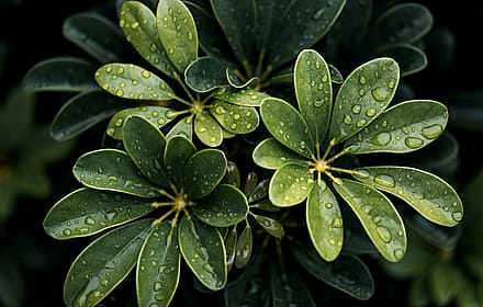 Green leaves of flowers with water drops background'