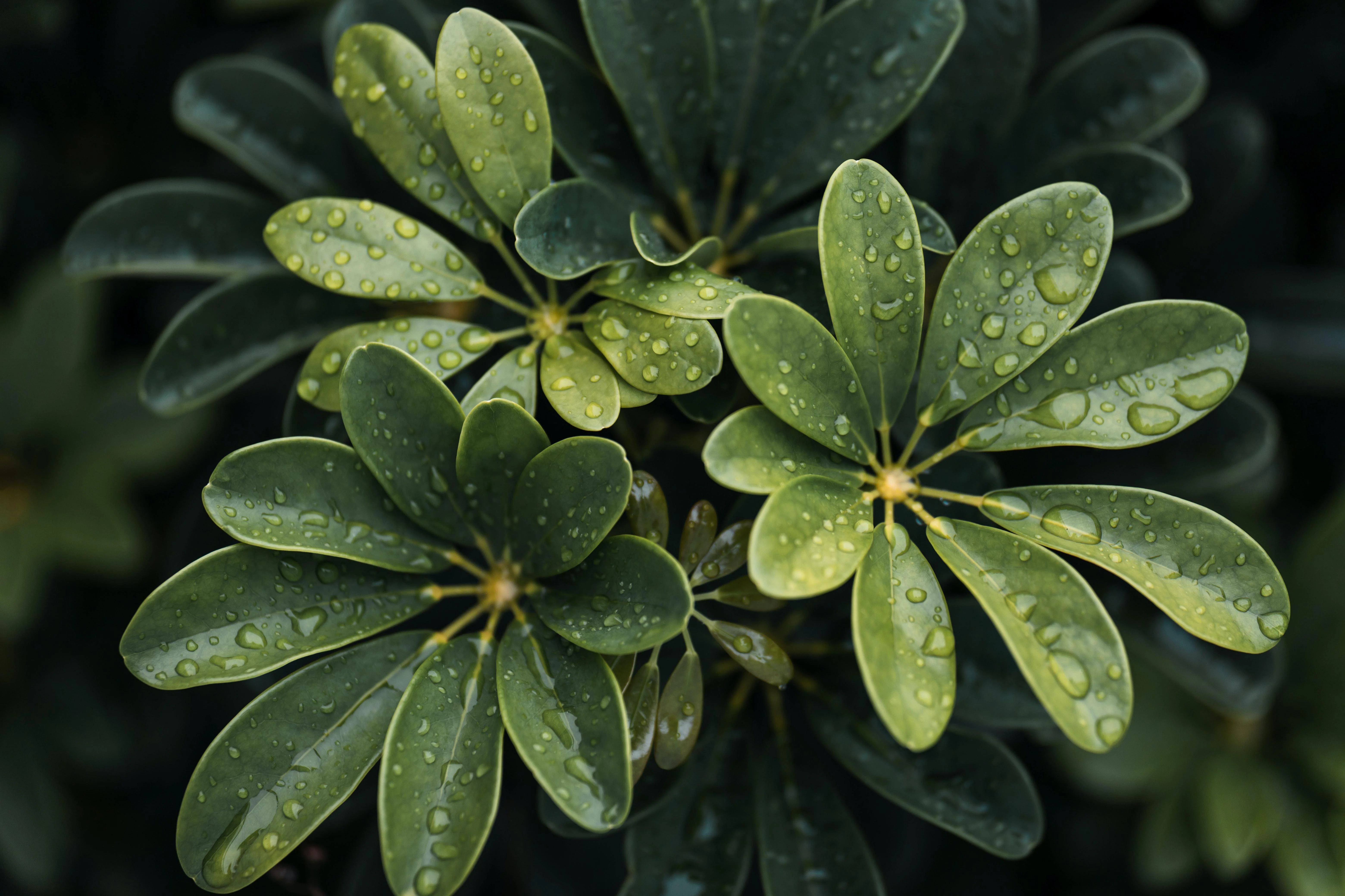 Green leaves of flowers with water drops background picture 1 of 1