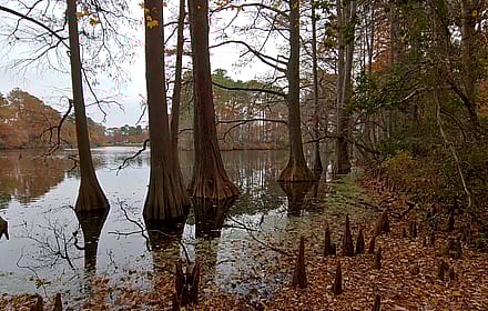 Cypress Trees at Lake Smith, Virginia Beach VA'