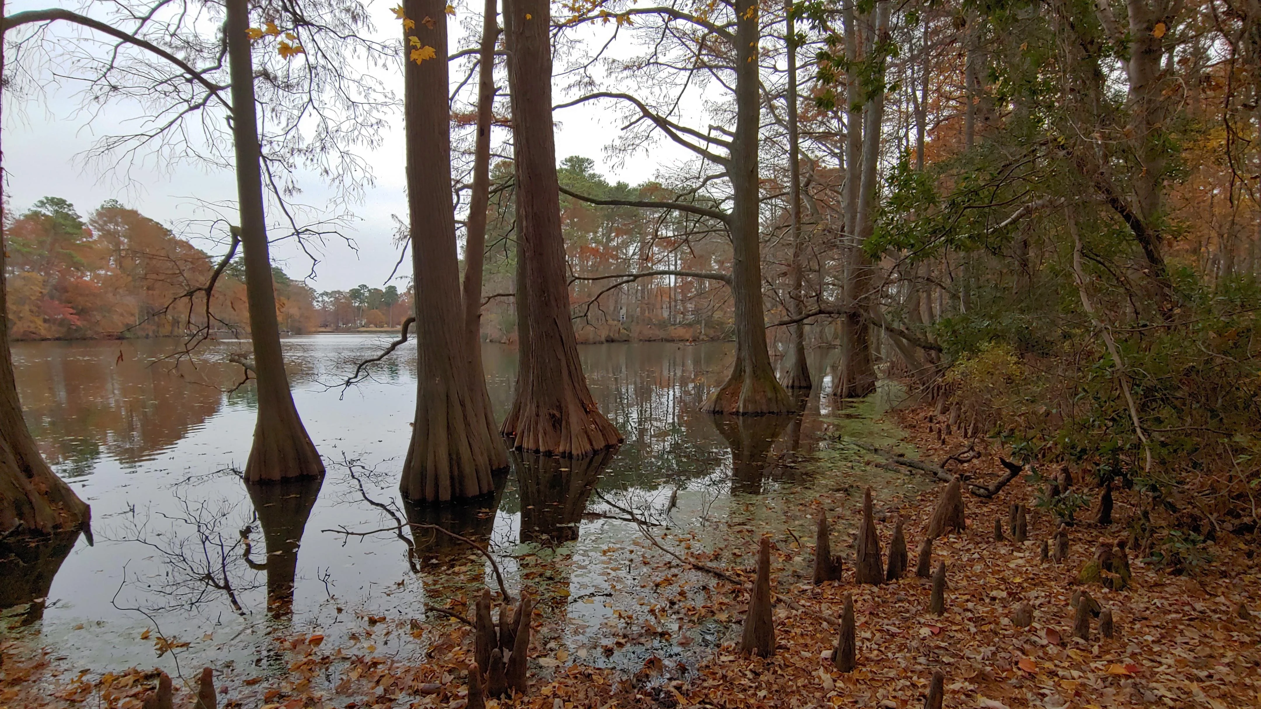 Cypress Trees at Lake Smith, Virginia Beach VA picture 1 of 1