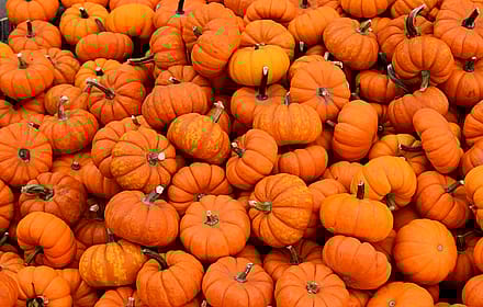 "Pumpkins" OC, shot on a Nikon D3500'