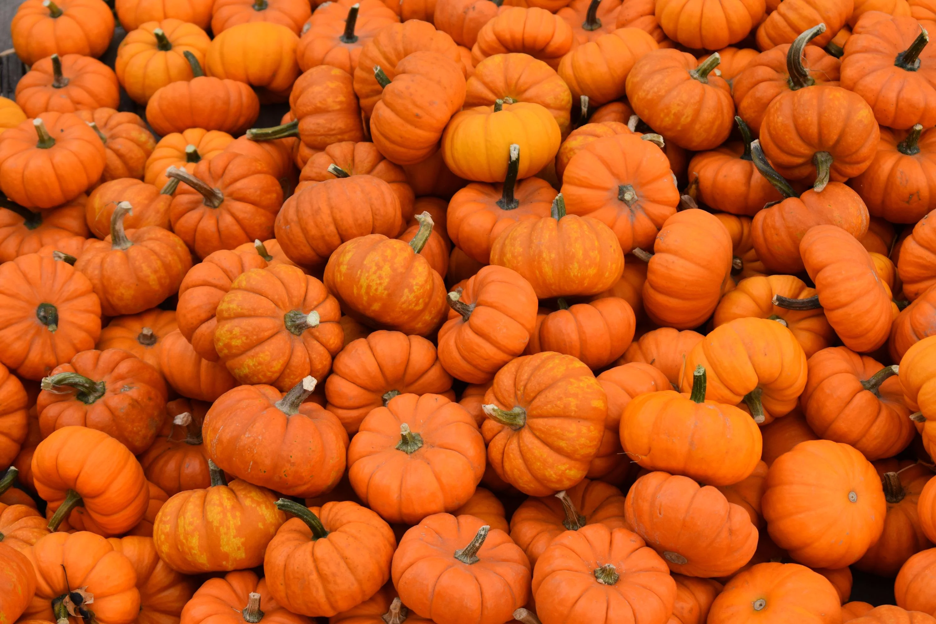 "Pumpkins" OC, shot on a Nikon D3500 picture 1 of 1