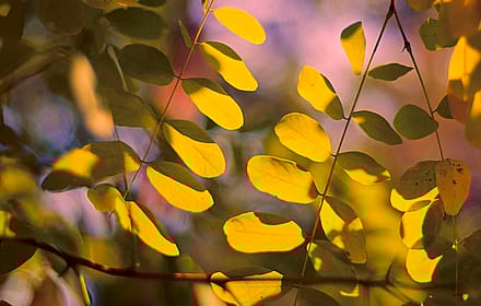 Vintage Summer Leaves'
