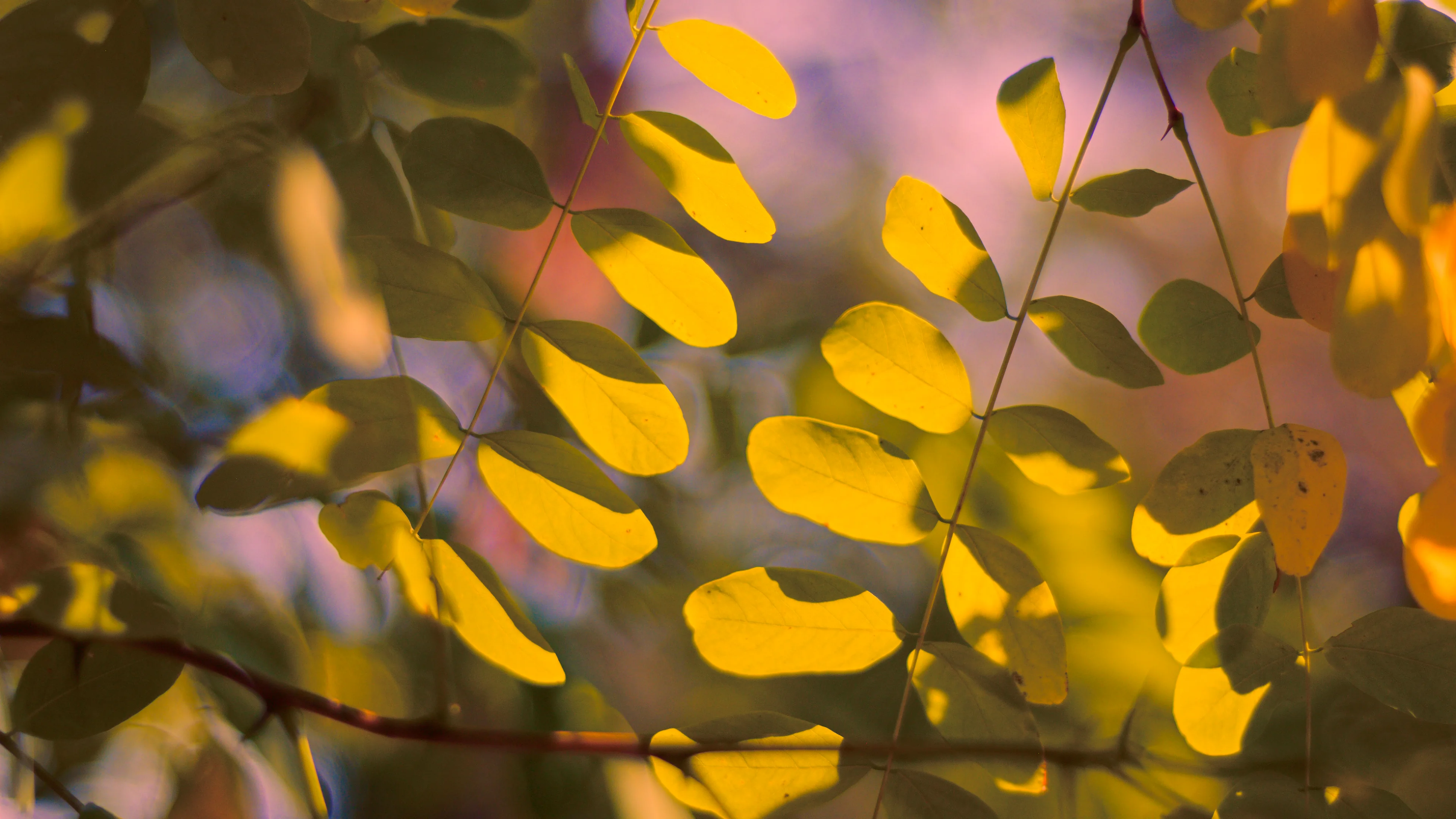 Vintage Summer Leaves picture 1 of 1
