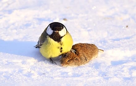 A tit showing off its prey'