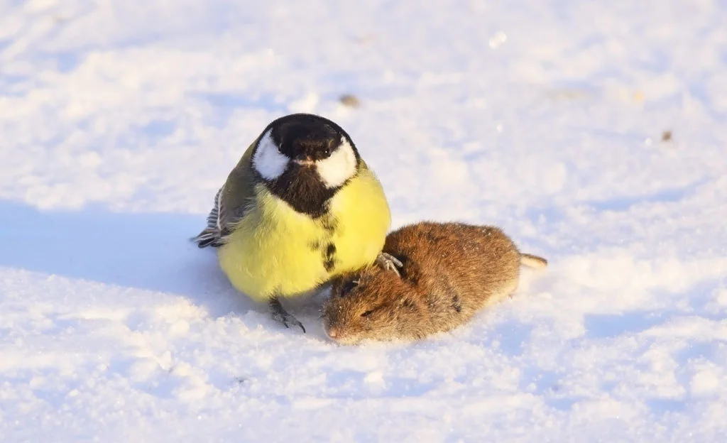 A tit showing off its prey picture 1 of 1