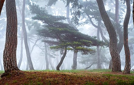 Forest in Gongju, South Korea'