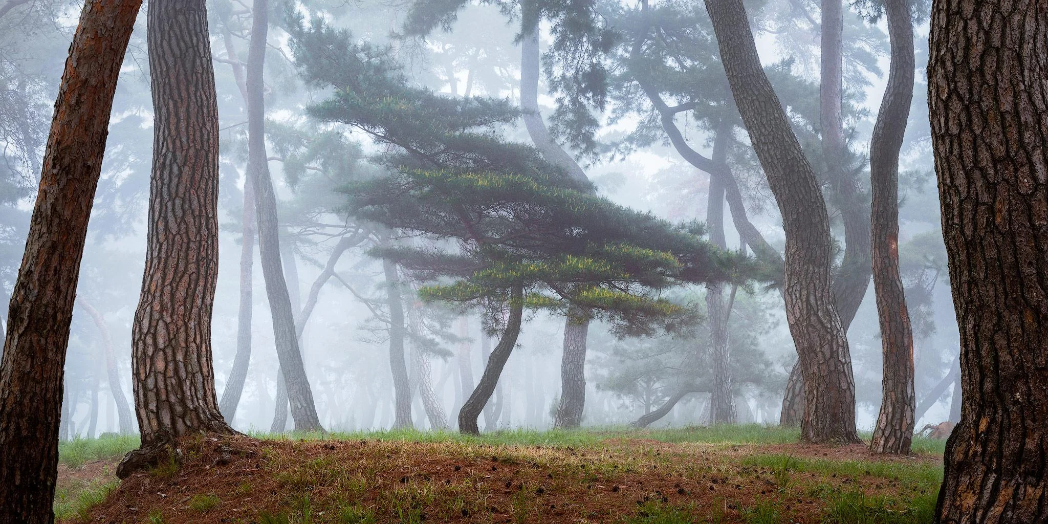 Forest in Gongju, South Korea picture 1 of 1
