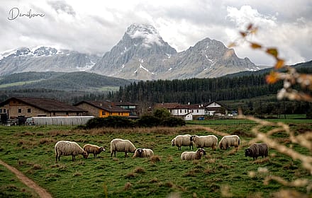 Mountain sheeps / Credits to my father'