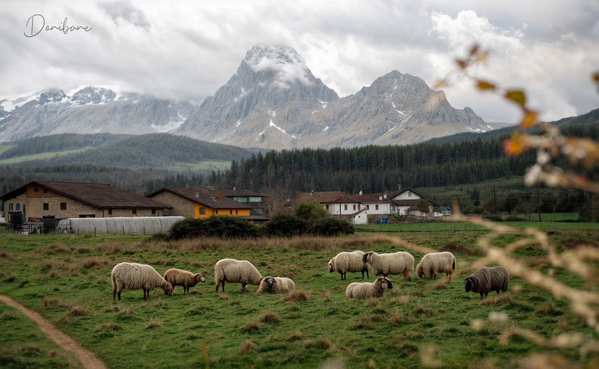 Mountain sheeps / Credits to my father picture 1 of 1